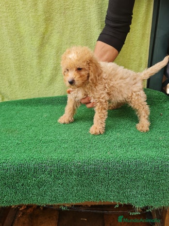 Maltipoo perros - Anuncio 1