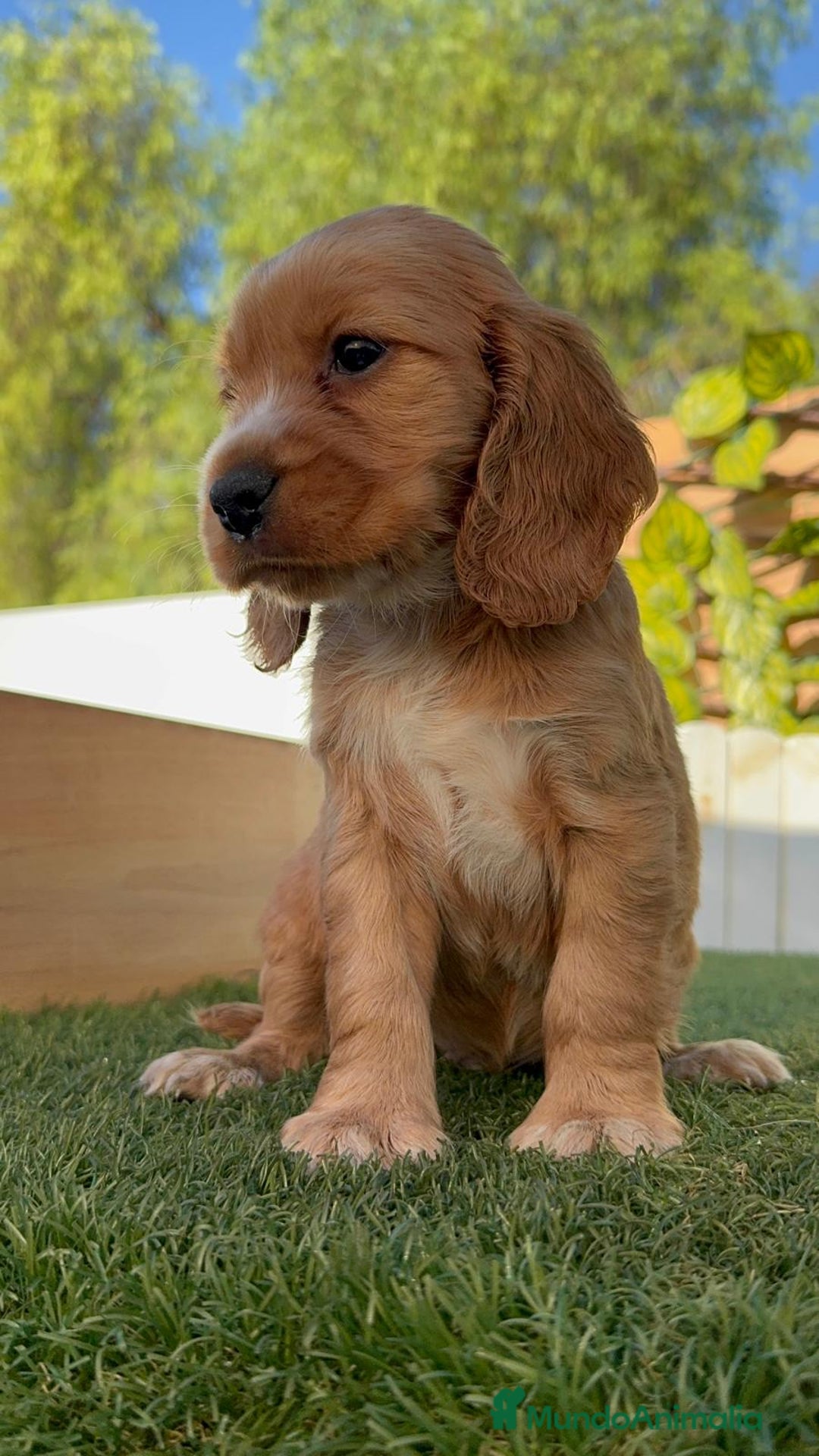 Cocker Spaniel Inglés perros en venta: COCKER SPANIEL INGLES MACHO - Imagen 7