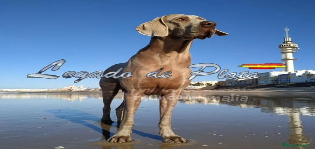 Imagen de galería {{count}}