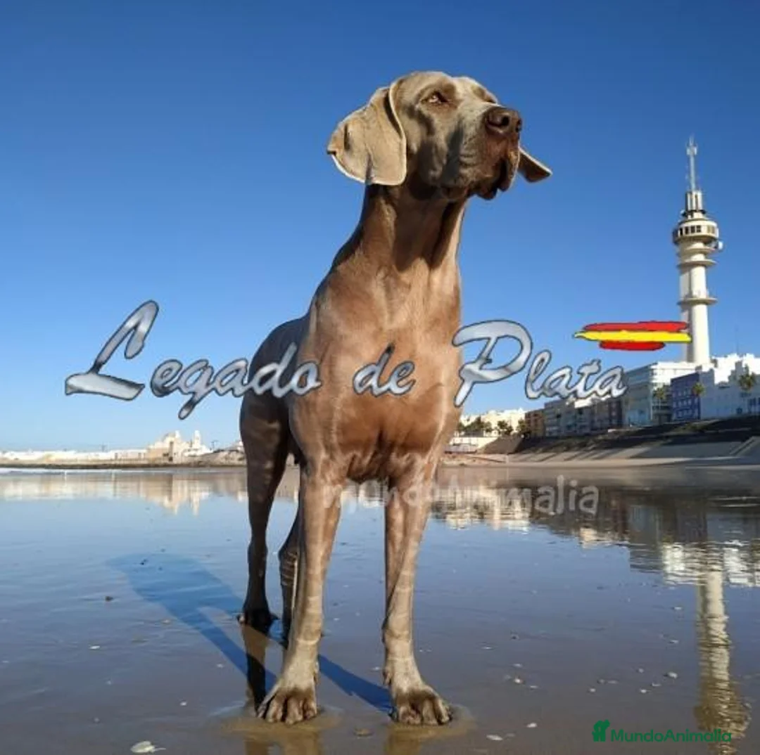 Imagen de galería {{count}}