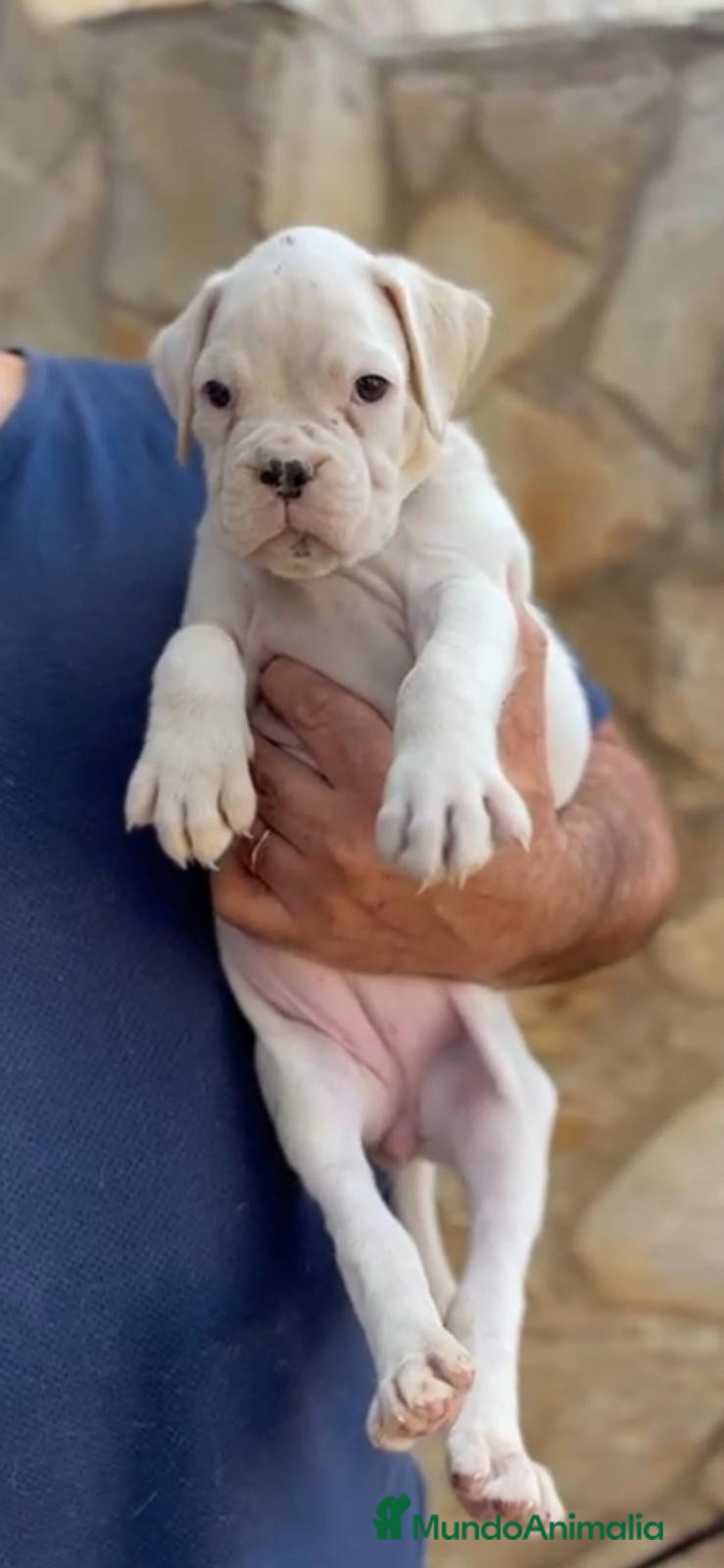Boxer perros en venta: Hembra blanca de boxer - Imagen 1