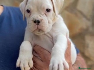 Boxer perros - Anuncio 12