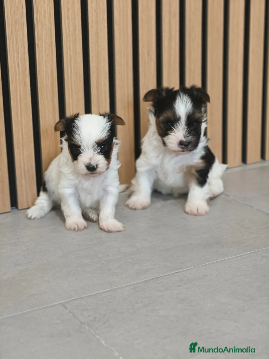Biewer Yorkshire Terrier a la Pom Pon perros en venta: Macho disponible Yorkshire Biewer Toy  - Anuncio 2