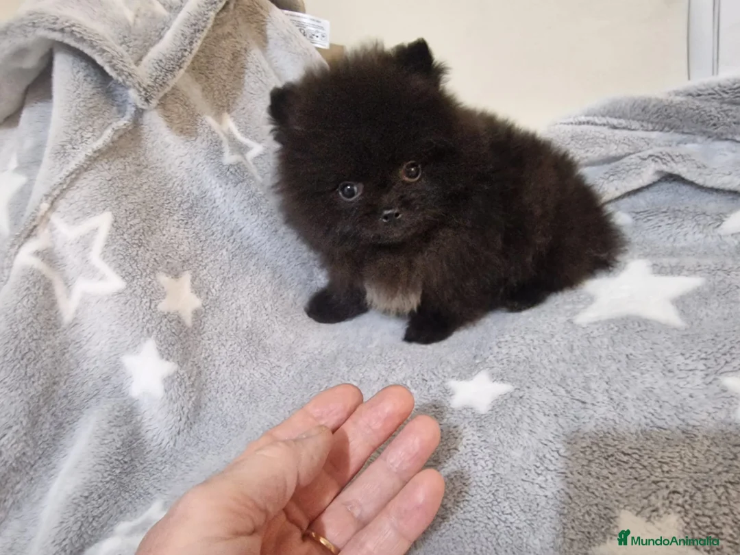 Pomerania perros en venta: Cachorritos Pomerania - Anuncio 3