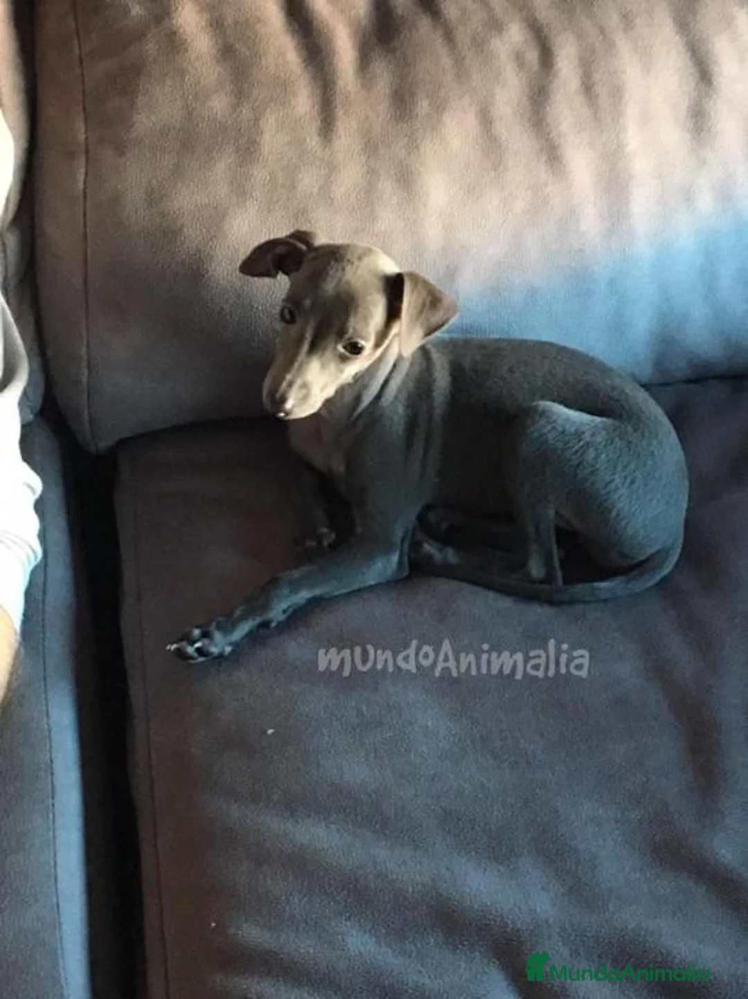 Imagen de galería {{count}}