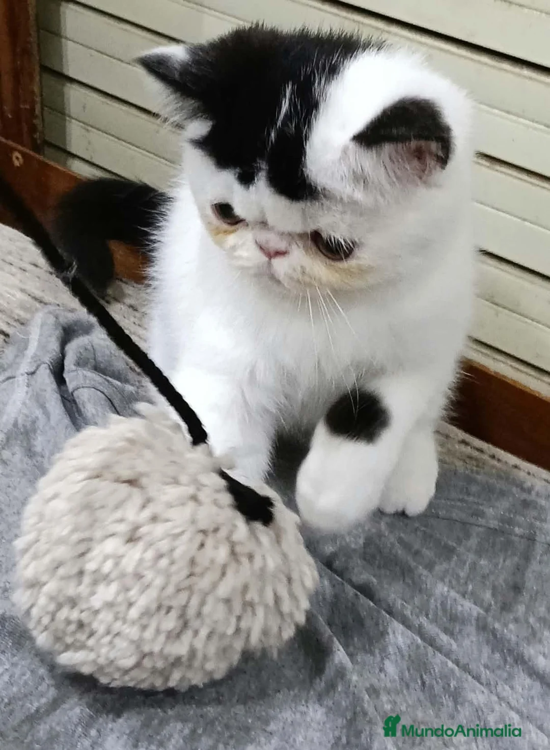 Exótico de Pelo Corto gatos en venta: Exotico  en Barcelona - Anuncio 2