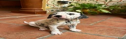 Dálmata perros en venta: Macho de dalmata  - Anuncio 2