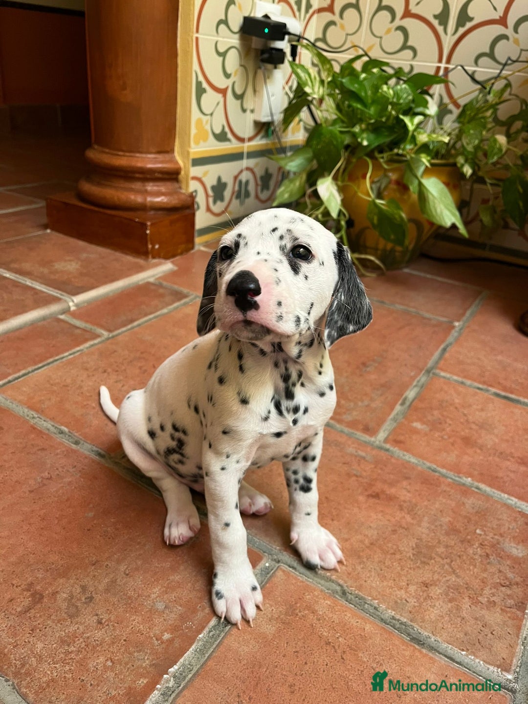 Dálmata perros en venta: Macho de dalmata  - Anuncio 2