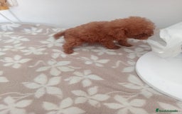 Caniche Toy perros en venta: Camada caniche - Imagen 3