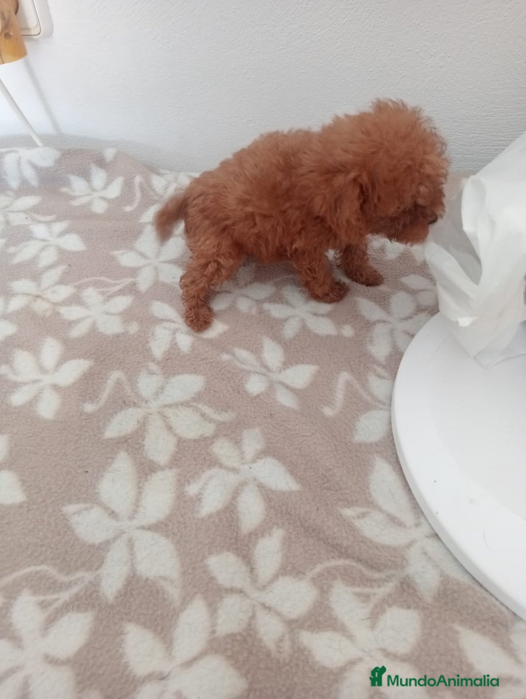 Caniche Toy perros en venta: Camada caniche - Imagen 3