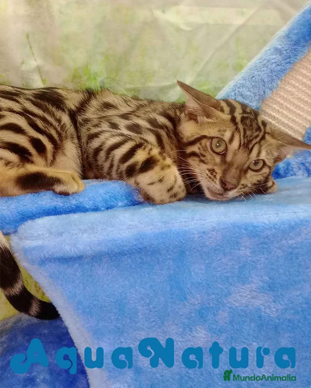 Bengalí gatos en venta: Bengali Macho 6161 - AQUANATURA en Barcelona - Anuncio 2