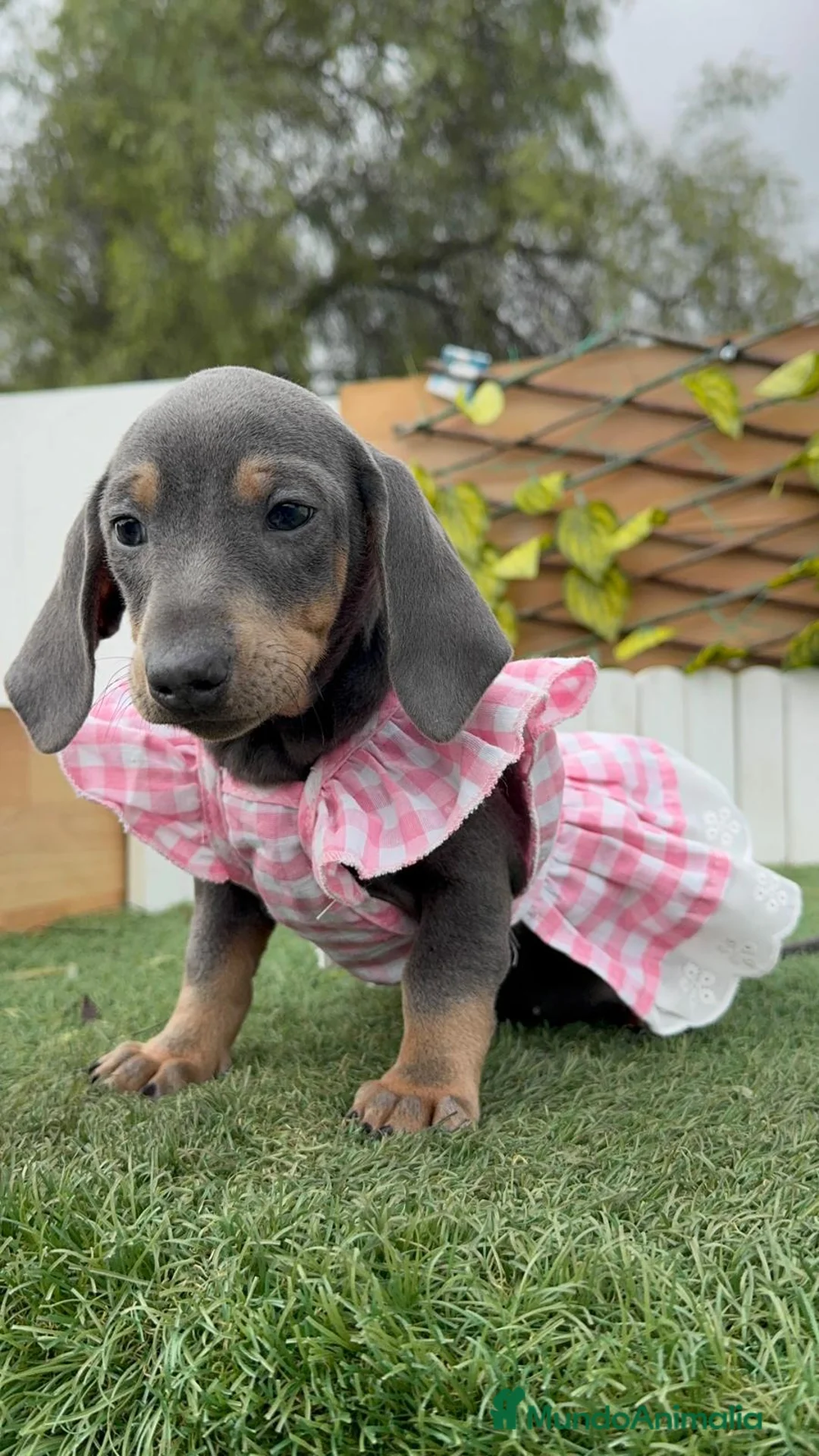 Teckel Miniatura perros en venta: TECKEL MINIATURA - Anuncio 2