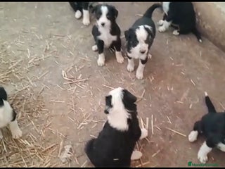 Border Collie perros - Anuncio 21