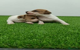 Jack Russell Terrier perros en venta: Jack Russell Terrier  - Imagen 1