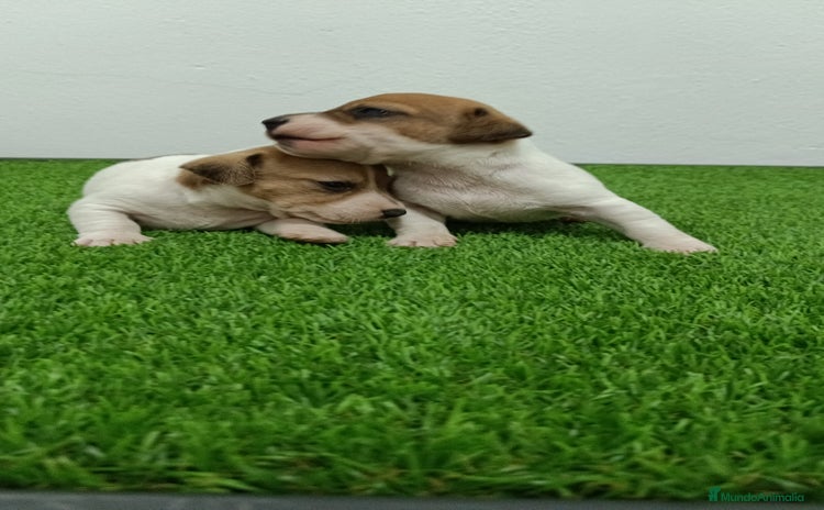 Jack Russell Terrier perros - Anuncio 1