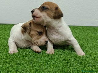 Jack Russell Terrier perros - Anuncio 1