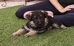 Pastor Alemán perros en venta: Espectacular cachorro de pastor alemán  - Imagen 4
