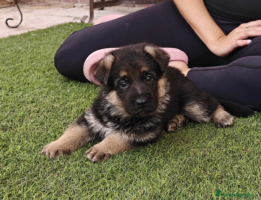 Pastor Alemán perros en venta: Espectacular cachorro de pastor alemán  - Imagen 4