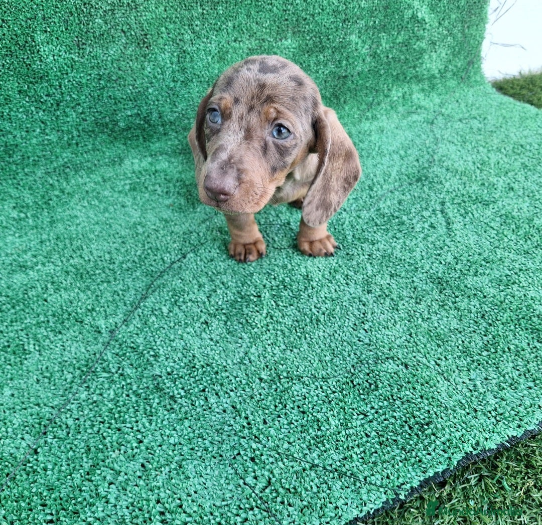 Teckel perros en venta: TECKEL MINI ARLEQUIN  - Anuncio 1