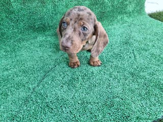 Teckel perros TECKEL MINI ARLEQUIN - Anuncio 4