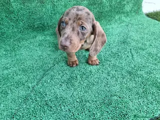 Teckel perros TECKEL MINI ARLEQUIN - Anuncio 1