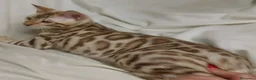 Bengalí gatos en venta: Bengali, Brown - Anuncio 4
