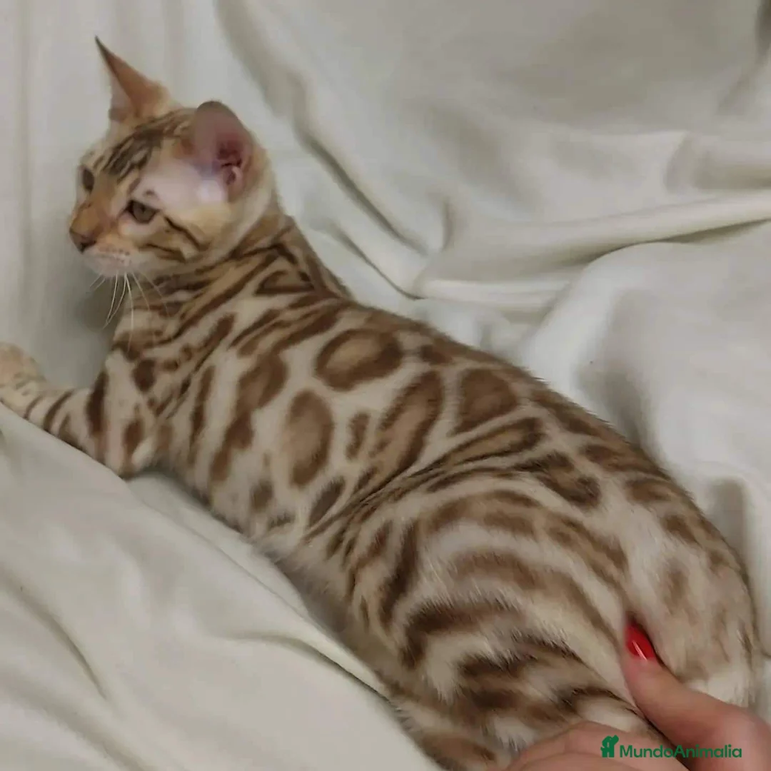 Bengalí gatos en venta: Bengali, Brown - Anuncio 4