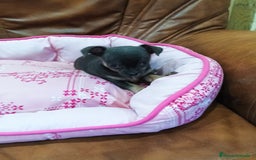 Chihuahua perros en venta: CHIHUAHUA TOY  - Imagen 5