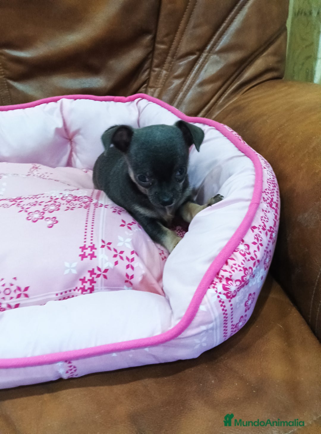 Chihuahua perros en venta: CHIHUAHUA TOY  - Imagen 5