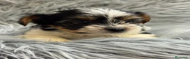 Biewer Yorkshire Terrier a la Pom Pon 1