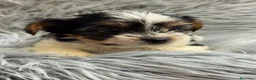 Biewer Yorkshire Terrier a la Pom Pon perros en venta: BIEWER YORKSHIRE  - Anuncio 7