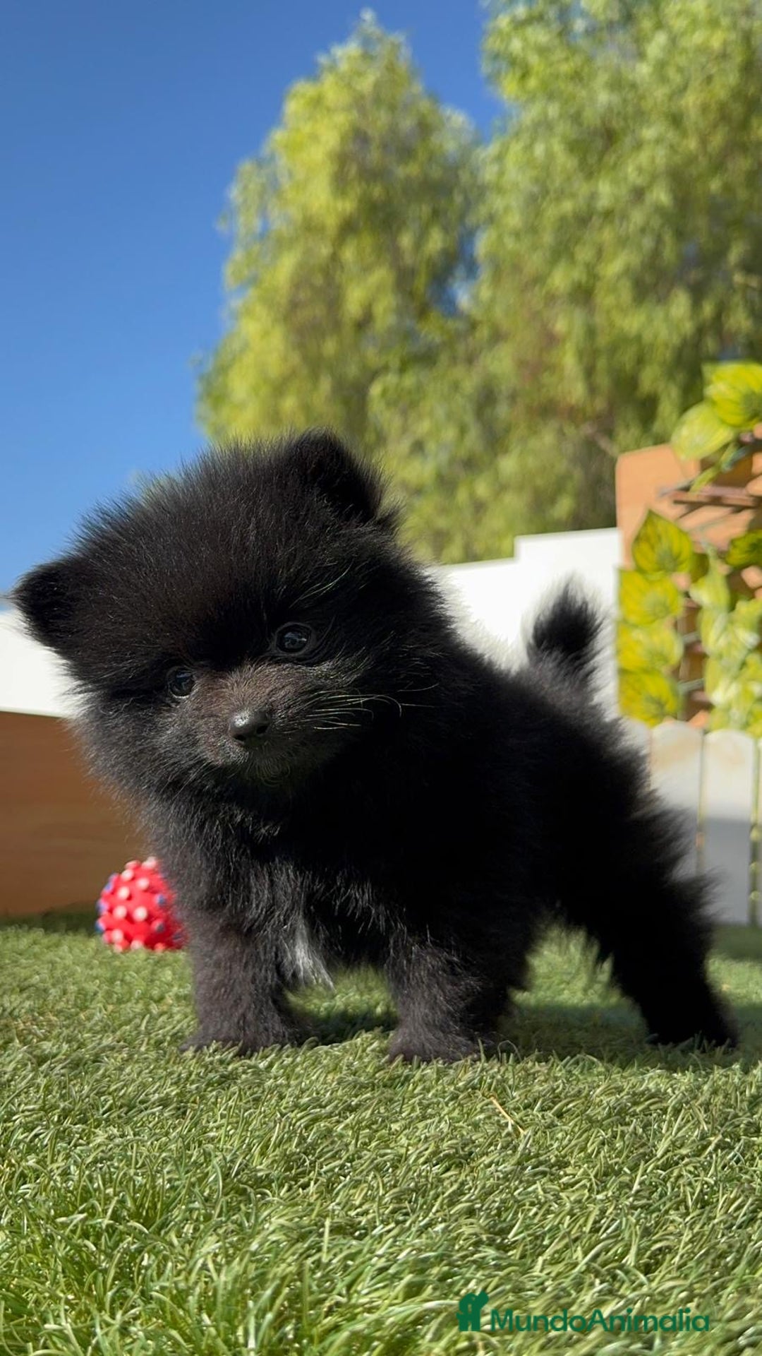 Pomerania perros en venta: POMERANIA HEMBRA - Imagen 2