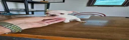 Chihuahua perros en venta: Espectaculares chihuahuas mini toy - Anuncio 5