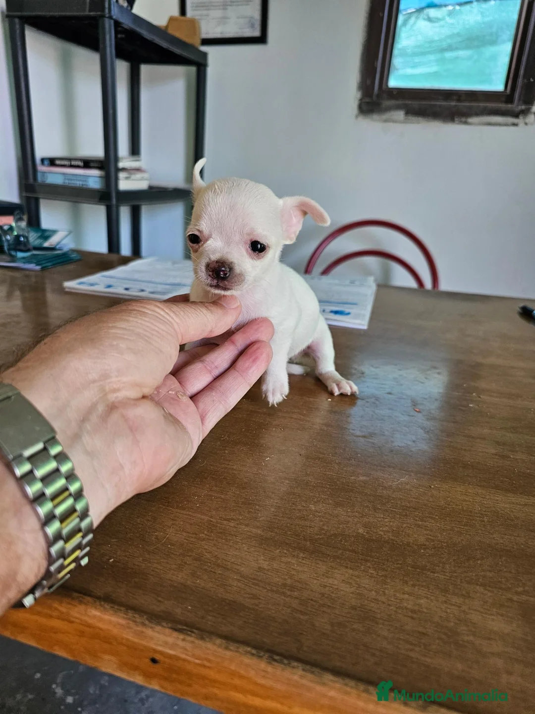 Chihuahua perros en venta: Espectaculares chihuahuas mini toy - Anuncio 5