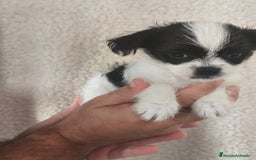 Raza Mixta perros en venta: Maltichi (Bichón maltes y chihuahua)  - Imagen 2