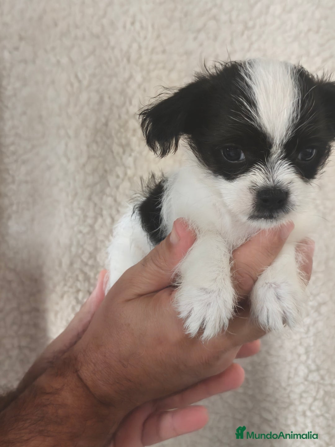 Raza Mixta perros en venta: Maltichi (Bichón maltes y chihuahua)  - Imagen 2