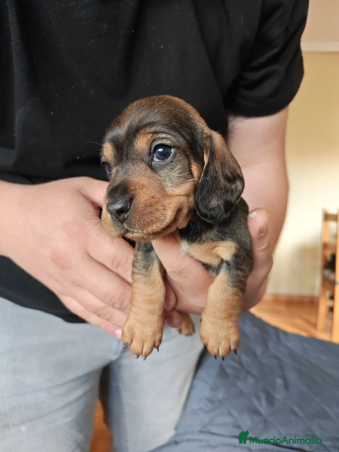 Teckel perros en venta: Teckel standard pelo duro - Anuncio 2