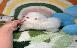 Pomerania perros en venta: Pomerania Blanco Puro - Imagen 3