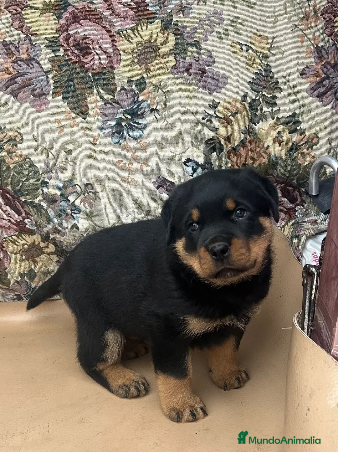 Rottweiler perros en venta: Rottweiler  - Anuncio 3