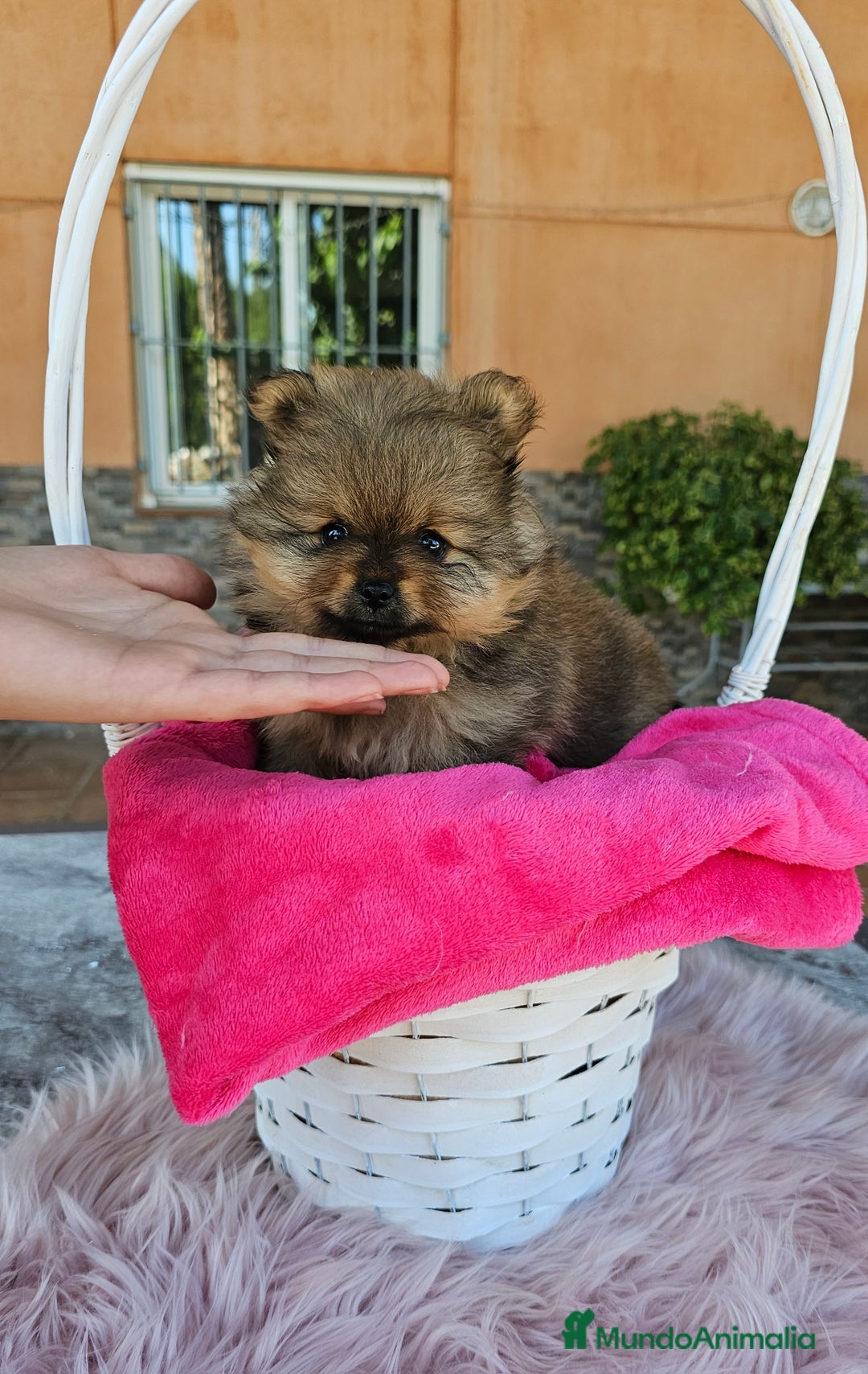 Pomerania perros en venta: Lulú de pomerania miniatura  - Imagen 12