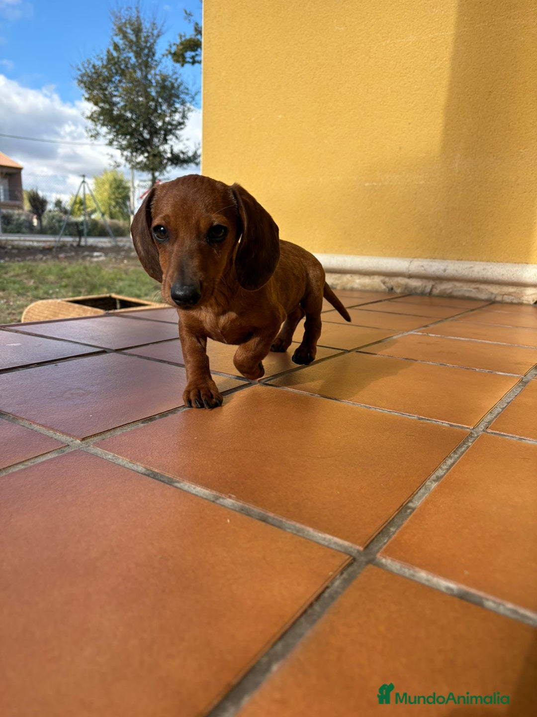 Teckel perros en venta: Teckel kaninchen merle chocolate diluido - Anuncio 16