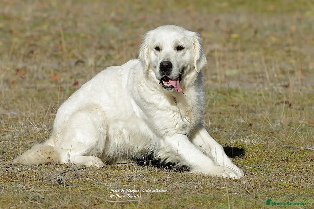 Golden Retriever perros en venta: Golden Retriever  - Anuncio 8