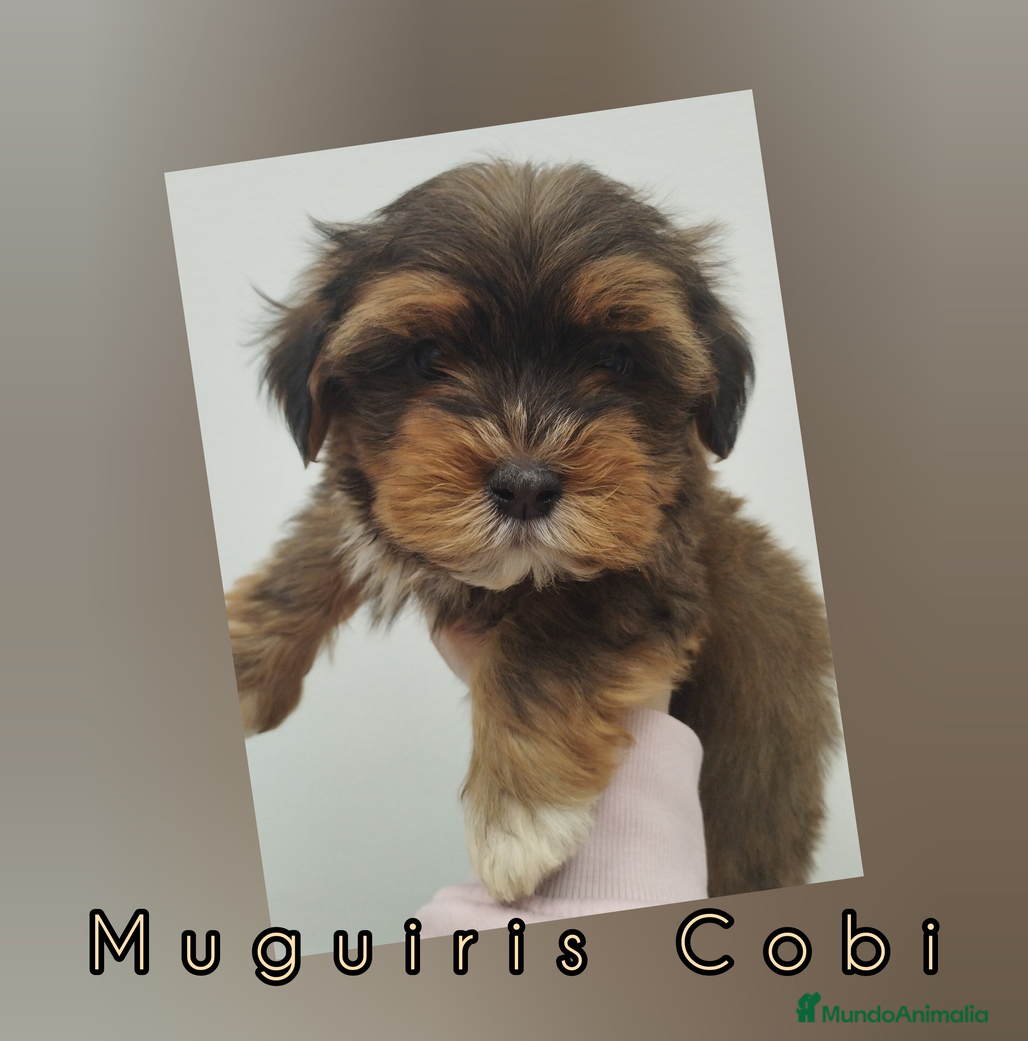 Bichón Habanero perros Muguiris Cobi - Anuncio 4