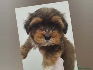 Bichón Habanero perros Muguiris Cobi - Anuncio 4