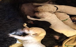 Caniche Gigante perros en venta: Cachorros caniche gigante  - Imagen 8
