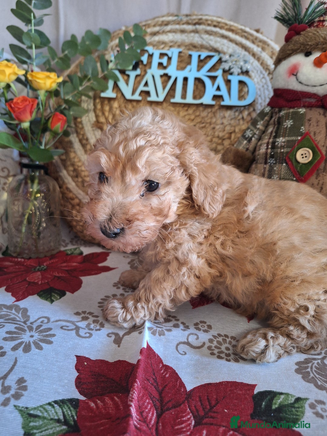 Caniche Toy perros en venta: CANICHE TOY - Anuncio 7