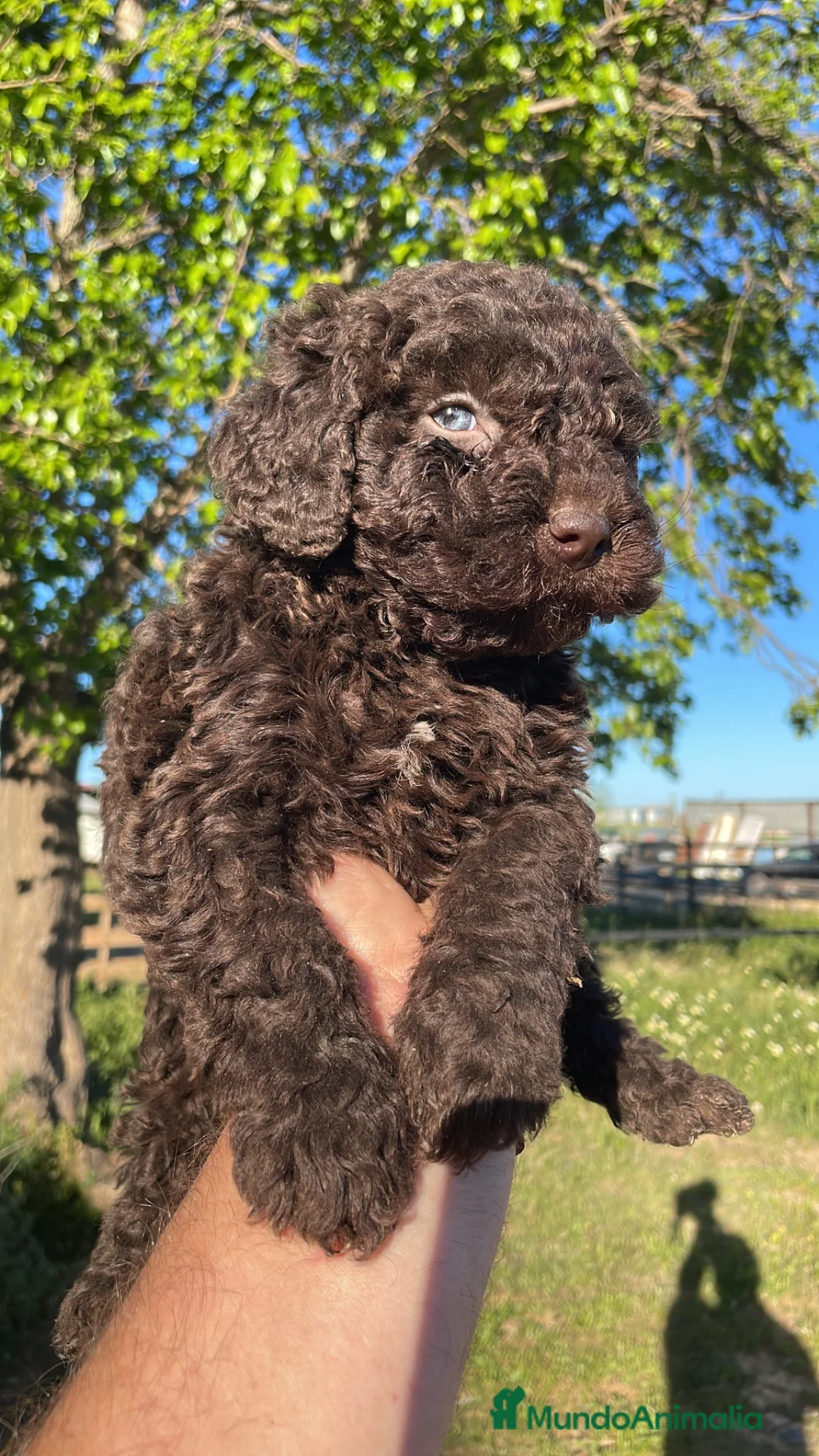 Perro de Agua Español perros en venta: Perro de agua español - Anuncio 1