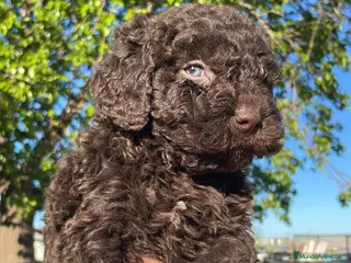 Perro de Agua Español perros Perro de agua español - Anuncio 1