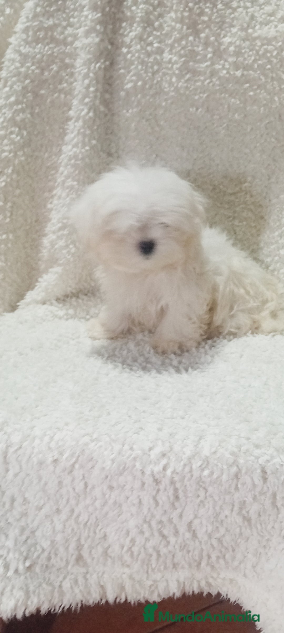 Bichón Maltés perros en venta: ‼️‼️Preciosa camada de bichón maltes toy  - Anuncio 3