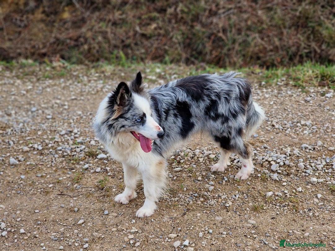 Border Collie perros en venta: Cachorros Border Collie - Imagen 3